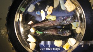 plasticfish_r620x349